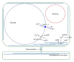 When cells have grown (by dividing) to. Modulating Plant Calcium For Better Nutrition And Stress Tolerance