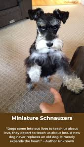 Love Miniature Schnauzers Miniatureschnauzerlovers Miniatureschnauzergrooming Miniature Schnauzer Schnauzer Miniature Schnauzer Puppies