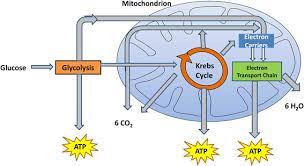 Cellular Respiration Process Download Scientific Diagram