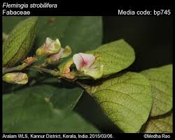 Image result for Flemingia strobilifera