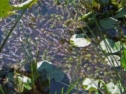 Image result for Aldrovanda vesiculosa