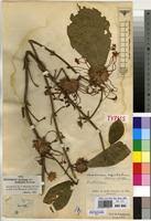 Image result for Clerodendrum capitatum