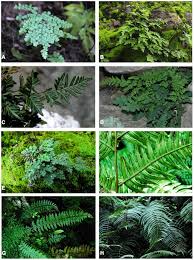 Image result for Cheilanthes schimperi