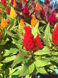 Image result for Celosia nervosa