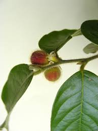 Image result for Chaetocarpus