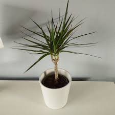 Image result for Carex steudneri
