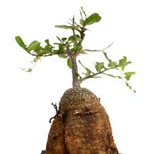 Image result for Fockea multiflora