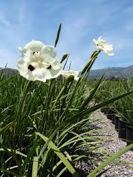 Image result for Dietes flavida