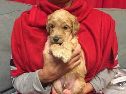 An f1bb goldendoodle is achieved by breeding an f1b goldendoodle with a poodle, which means the result is an adorable, friendly pup that … Golden Doodle Puppies For Sale Panama City Beach Fl 322067