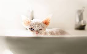 Indir Duvar Kagidi Devon Rex Beyaz Islak Kedi Buyuk Gri Gozleri Hayvanlar Kedi Irklari Banyo Masaustu Icin Ucretsiz Bedava Duvar Kagitlari