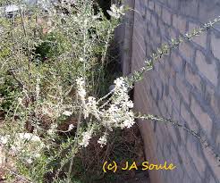 Image result for Aloysia