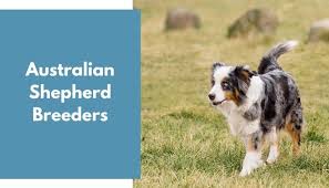 Daily brushing is recommended to maintain a healthy coat and avoid any matting. Australian Shepherd Breeders Australian Shepherd Puppies For Sale Animalfate