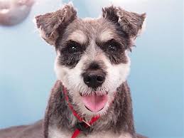 Adoption is the snuggliest option. Lacey Oregon Humane Society Pet Adoption Pets Humane Society