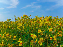 Image result for Smithia