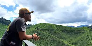 Cameron highlands 39200 ringlet, pahang, malaysia. Masuk Percuma Ke Boh Sungai Palas Tea Centre Cameron Highlands