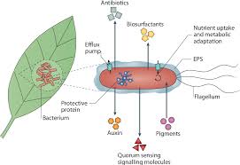 Image result for Pseudomonas syringae