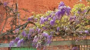 Image result for Bolusanthus