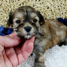 I don't have time to answer lots of e mails, phone calls,taking pictures of puppies and people on a waiting list wanting to know when , what breed, and how many puppies are going to be in a litter and their colors. 1 Morkie Puppies For Sale In Detroit Mi Uptown