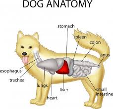 Canine Liver Cancer Lovetoknow