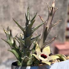 Image result for Orbea paradoxa