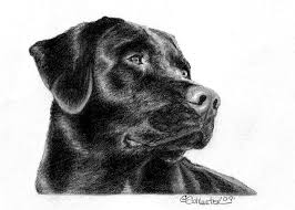 The Black Lab Sketch By Genevieve Schlueter Dog Sketch Custom Pet Portraits Pet Portraits