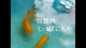 The site owner hides the web page description. 20180917 å'Œé‡' ç™½é›²ç—…ã«ã‹ã‹ã£ã¦ã—ã¾ã£ãŸ é‡'é­š Youtube