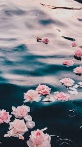 Flowers Water Photo Video Art Editing Design Ios Aesthetic Flowers Videos Flowers Water In 2020 Flower Phone Wallpaper Flowers Wallpaper