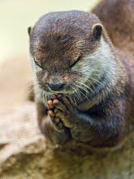 I have too much nice stuff in my home, an otter can fix that problem for you in a moment's time. A Guide To Legally Owning And Caring For A Pet Otter Pethelpful By Fellow Animal Lovers And Experts