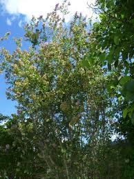 Image result for Karomia tettensis