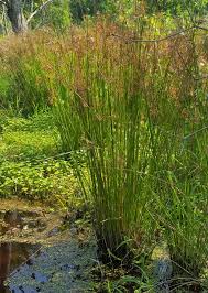 Image result for Juncus