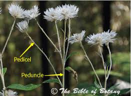 Image result for Polystachya pamelae