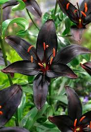 Gambar bunga kartun hitam putih untuk mewarna aneka gambar gambar via : 10 Bunga Dengan Kelopak Berwarna Hitam Cantik Dan Misterius