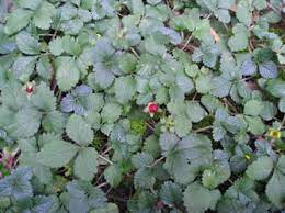 Spring is optimal so that roots have a flowers are deep raspberry red with a nearly black center, green foliage. Indian Strawberry