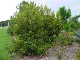 Dwarf Wax Myrtle For Shrub Great Smell And Olive Color Myrtle Tree Myrtle Big Garden