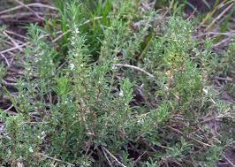 Image result for Leucas sexdentata