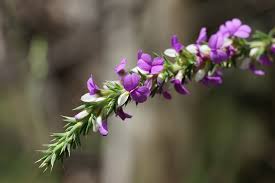 Image result for Muraltia