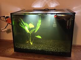 Click here to learn the minimum recommended tank size. 6 Gallon Soon To Be Betta Tank Bettafish
