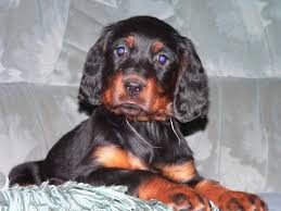Lesen sie hier, welche züchter aktuell welpen dieser rasse abgeben. Gordon Setter Welpen O P Setter