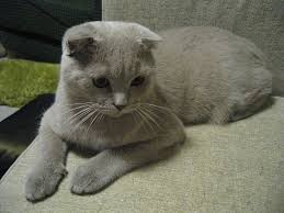 top 15 scottish fold cat pictures shotlandskaya vislouhaya koshka zhivotnye koshki