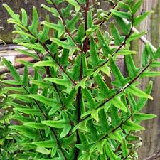 Image result for Cheilanthes viridis