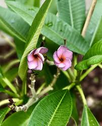 Plumeria Purple Jack Plumeria Plants Garden