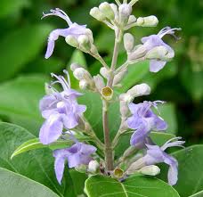 Image result for Vitex fischeri