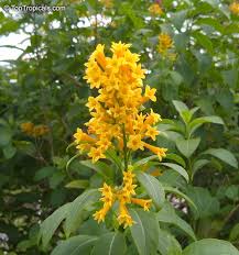 Image result for Cestrum