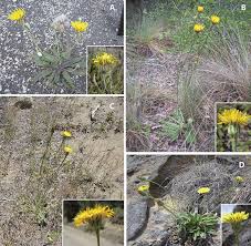 Image result for Hypochaeris