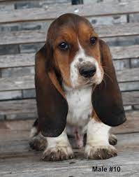 Maybe you would like to learn more about one of these? Puppies For Sale Basset Hound Basset Hounds Bassets F Category Basset Hound In Muenster 45 Miles Hound Dog Puppies Basset Hound Puppy Hound Puppies