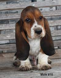 Adopt coco a black shepherd (unknown type) / basset hound / mixed dog in. Puppies For Sale Basset Hound Basset Hounds Bassets F Category Basset Hound In Muenster 45 Miles N Hound Dog Puppies Basset Hound Puppy Hound Puppy