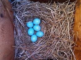 Operated by the national park service. Birds Of The World Thrushes And Allies Turdidae