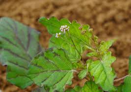 Image result for Boerhavia diffusa