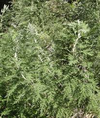 Image result for Artemisia afra