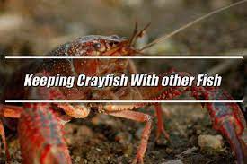 The crayfish leaves them alone but will eat any that die. Can You Keep Crayfish With Other Fish Shrimp And Snail Breeder